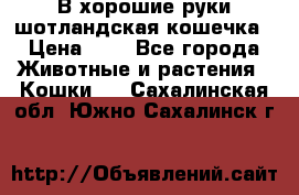 В хорошие руки шотландская кошечка › Цена ­ 7 - Все города Животные и растения » Кошки   . Сахалинская обл.,Южно-Сахалинск г.